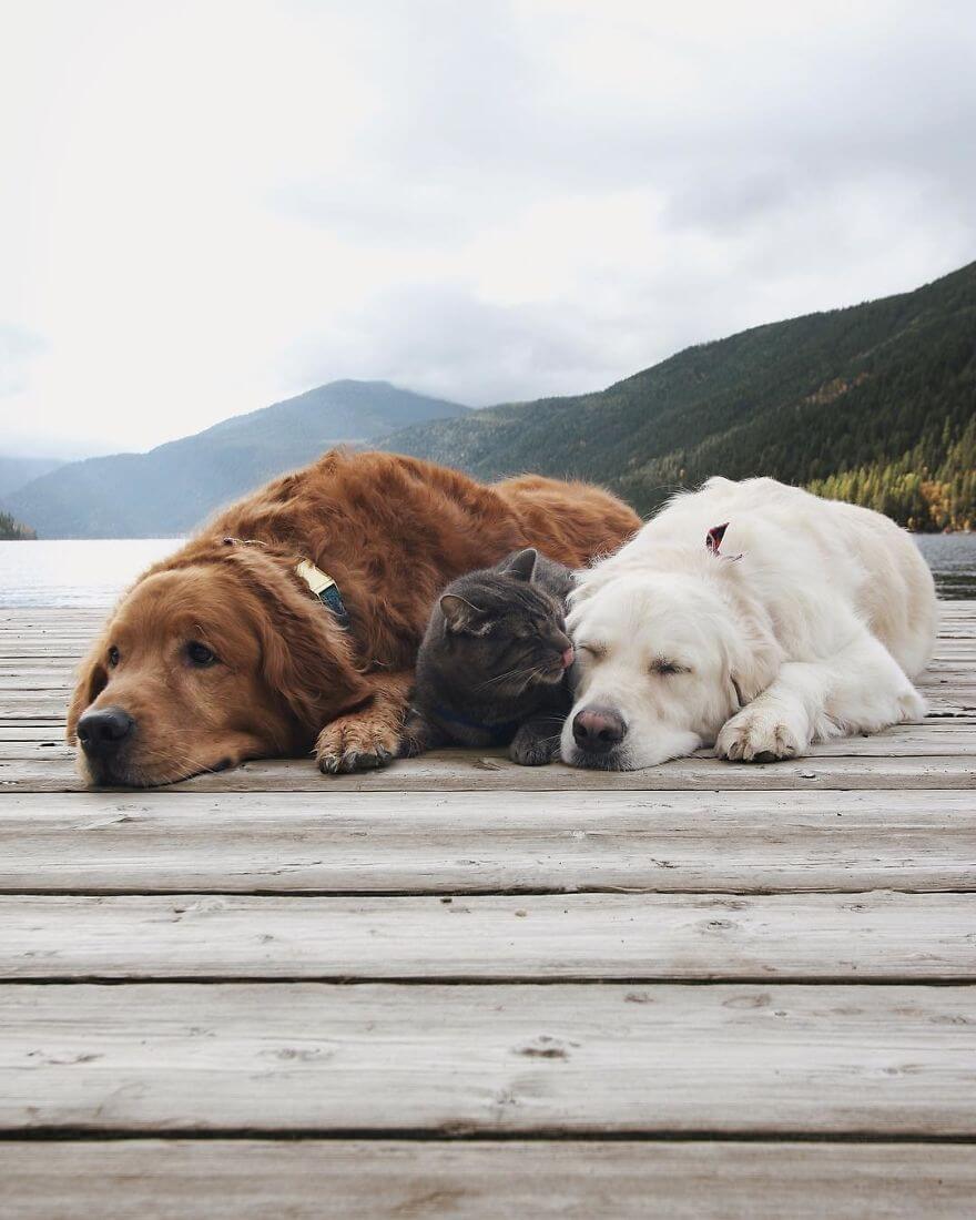 inspiringlife.pt - Dois cachorros e um gato - três melhores amigos inseparáveis que vão tornar o teu dia melhor