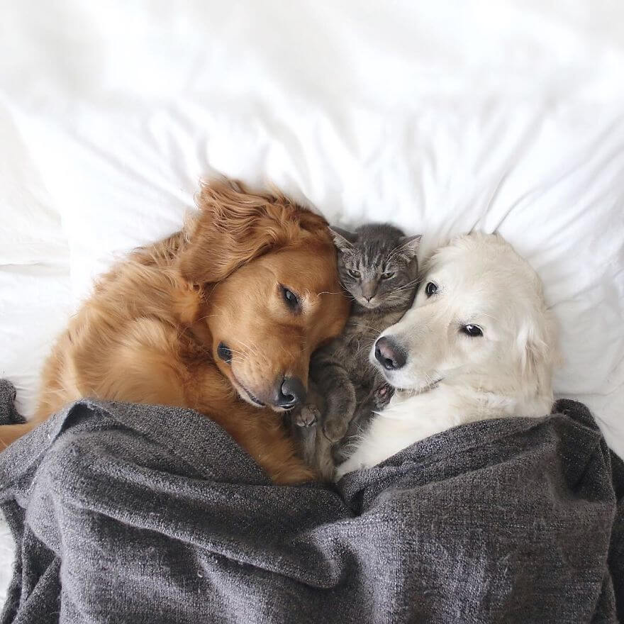 inspiringlife.pt - Dois cachorros e um gato - três melhores amigos inseparáveis que vão tornar o teu dia melhor