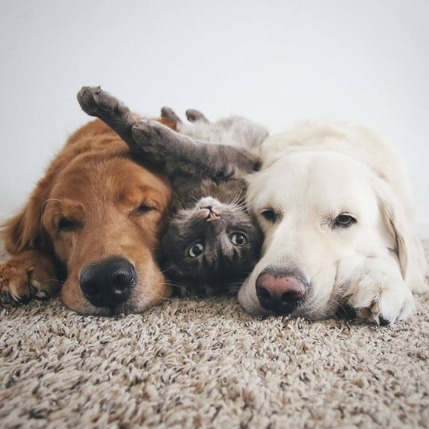 inspiringlife.pt - Dois cachorros e um gato - três melhores amigos inseparáveis que vão tornar o teu dia melhor