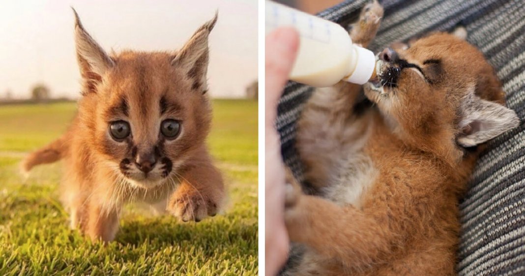 17 fotografias que provam que o Caracal é a espécie de gato mais adorável de sempre
