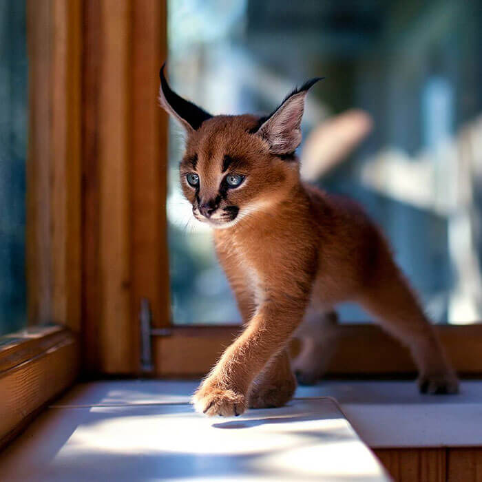 inspiringlife.pt - 17 fotografias que provam que o Caracal é a espécie de gato mais adorável de sempre