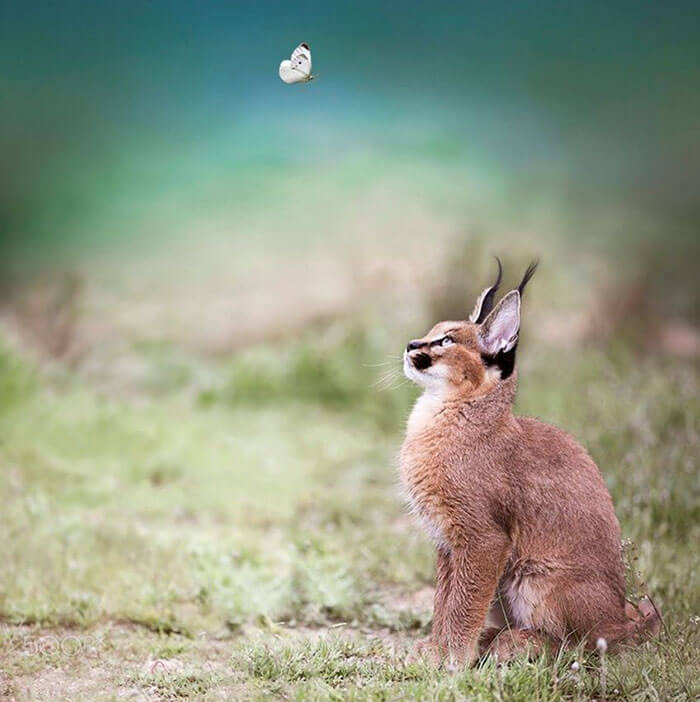 inspiringlife.pt - 17 fotografias que provam que o Caracal é a espécie de gato mais adorável de sempre