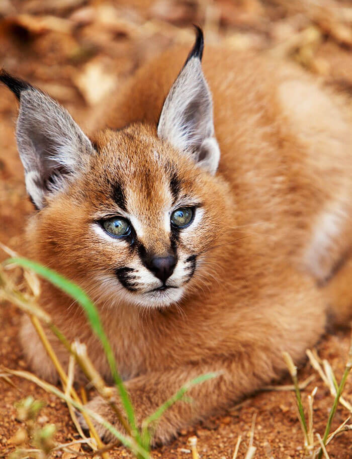 inspiringlife.pt - 17 fotografias que provam que o Caracal é a espécie de gato mais adorável de sempre