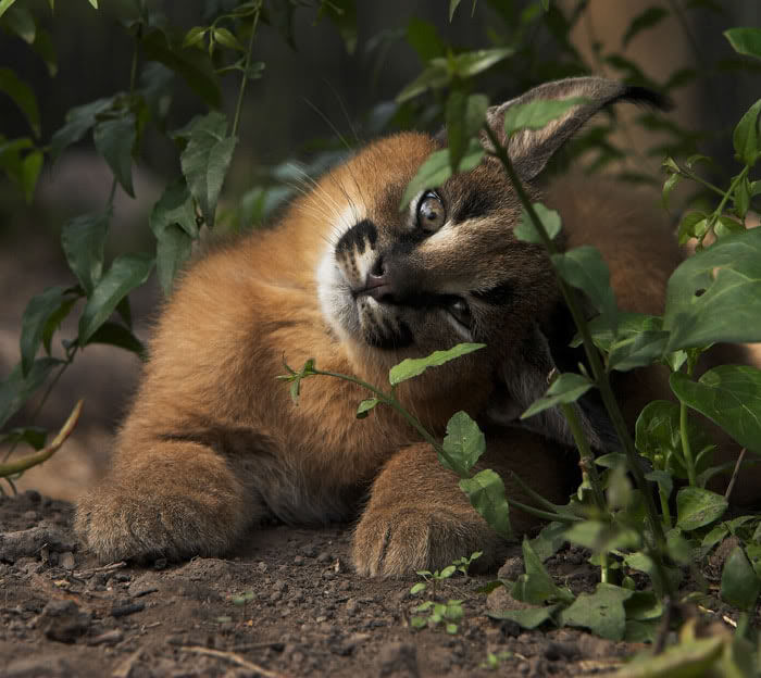 inspiringlife.pt - 17 fotografias que provam que o Caracal é a espécie de gato mais adorável de sempre