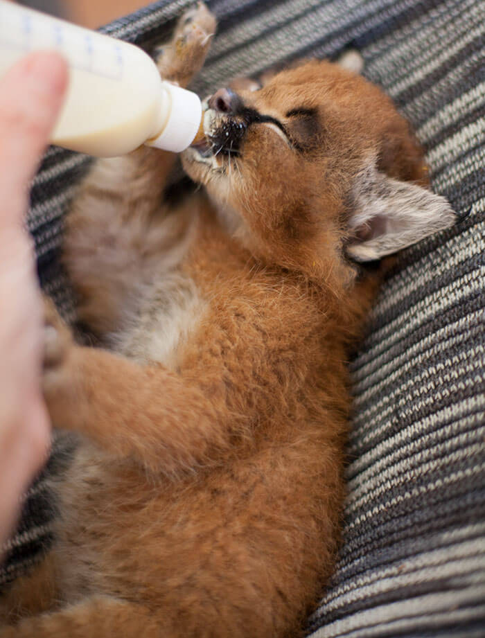 inspiringlife.pt - 17 fotografias que provam que o Caracal é a espécie de gato mais adorável de sempre