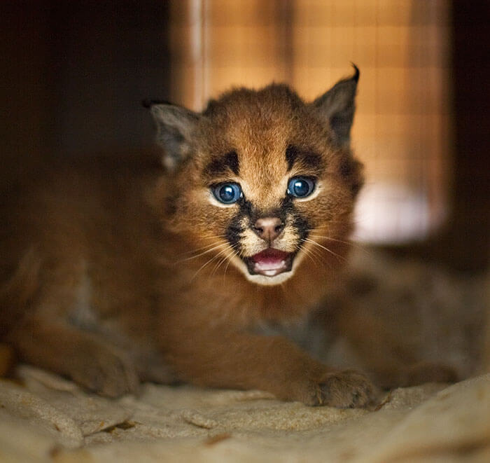 inspiringlife.pt - 17 fotografias que provam que o Caracal é a espécie de gato mais adorável de sempre