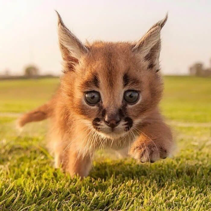 inspiringlife.pt - 17 fotografias que provam que o Caracal é a espécie de gato mais adorável de sempre