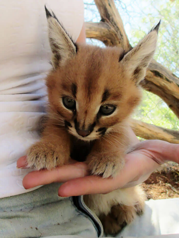 inspiringlife.pt - 17 fotografias que provam que o Caracal é a espécie de gato mais adorável de sempre