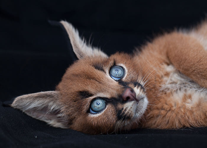 inspiringlife.pt - 17 fotografias que provam que o Caracal é a espécie de gato mais adorável de sempre