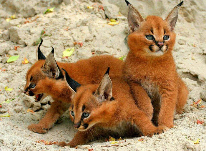 inspiringlife.pt - 17 fotografias que provam que o Caracal é a espécie de gato mais adorável de sempre