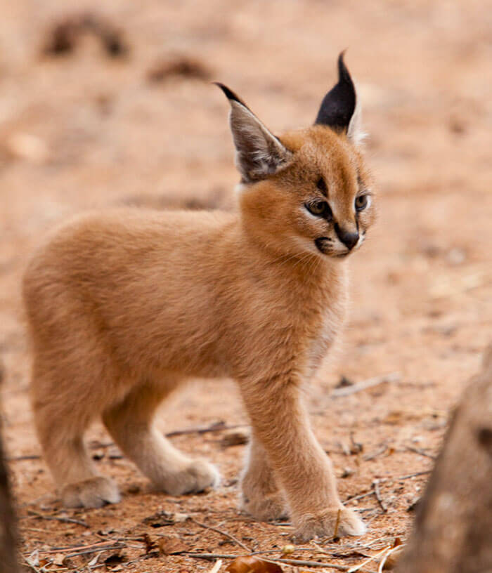 inspiringlife.pt - 17 fotografias que provam que o Caracal é a espécie de gato mais adorável de sempre