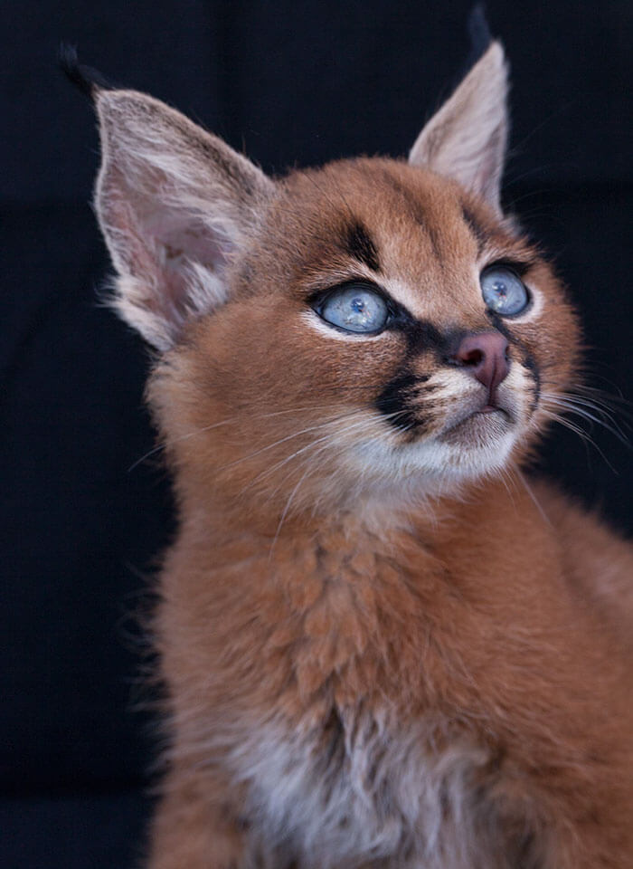 inspiringlife.pt - 17 fotografias que provam que o Caracal é a espécie de gato mais adorável de sempre