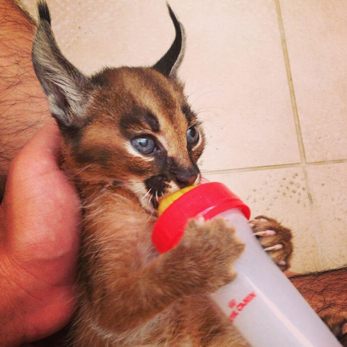 inspiringlife.pt - 17 fotografias que provam que o Caracal é a espécie de gato mais adorável de sempre