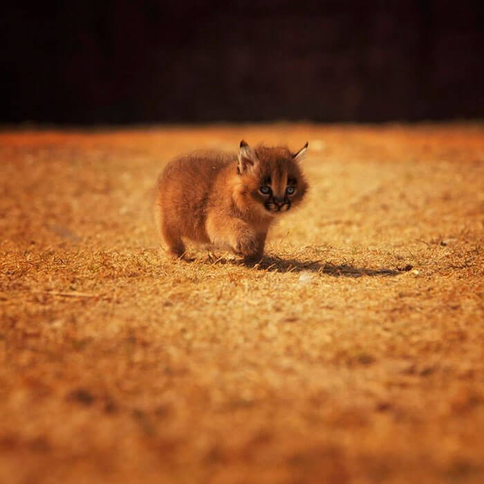 inspiringlife.pt - 17 fotografias que provam que o Caracal é a espécie de gato mais adorável de sempre