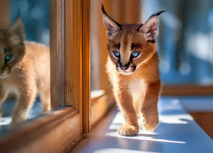 inspiringlife.pt - 17 fotografias que provam que o Caracal é a espécie de gato mais adorável de sempre