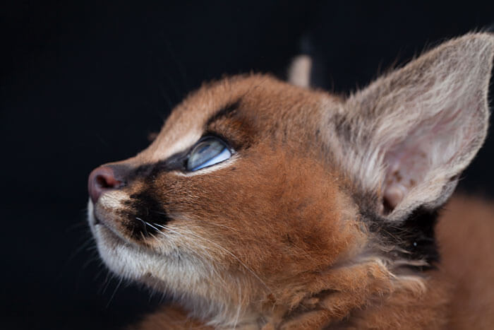 inspiringlife.pt - 17 fotografias que provam que o Caracal é a espécie de gato mais adorável de sempre