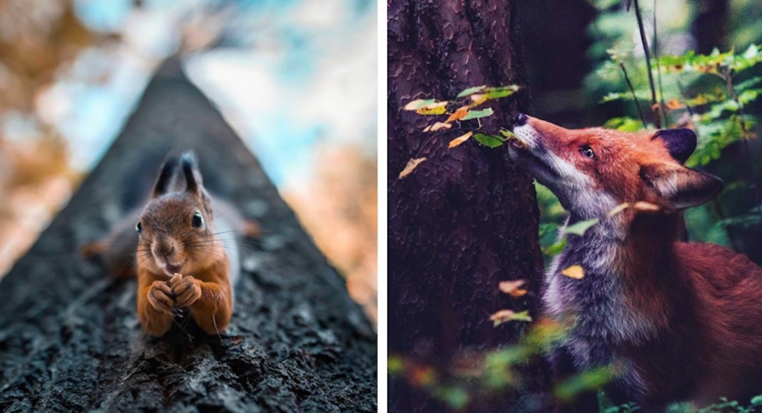 Fotógrafo tira fotografias a animais de floresta como se fossem modelos e é impossível não olharmos para eles