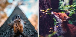 Fotógrafo tira fotografias a animais de floresta como se fossem modelos e é impossível não olharmos para eles