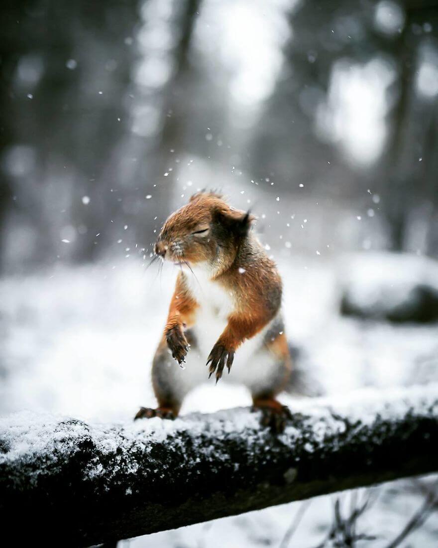 inspiringlife.pt - Fotógrafo tira fotografias a animais de floresta como se fossem modelos e é impossível não olharmos para eles