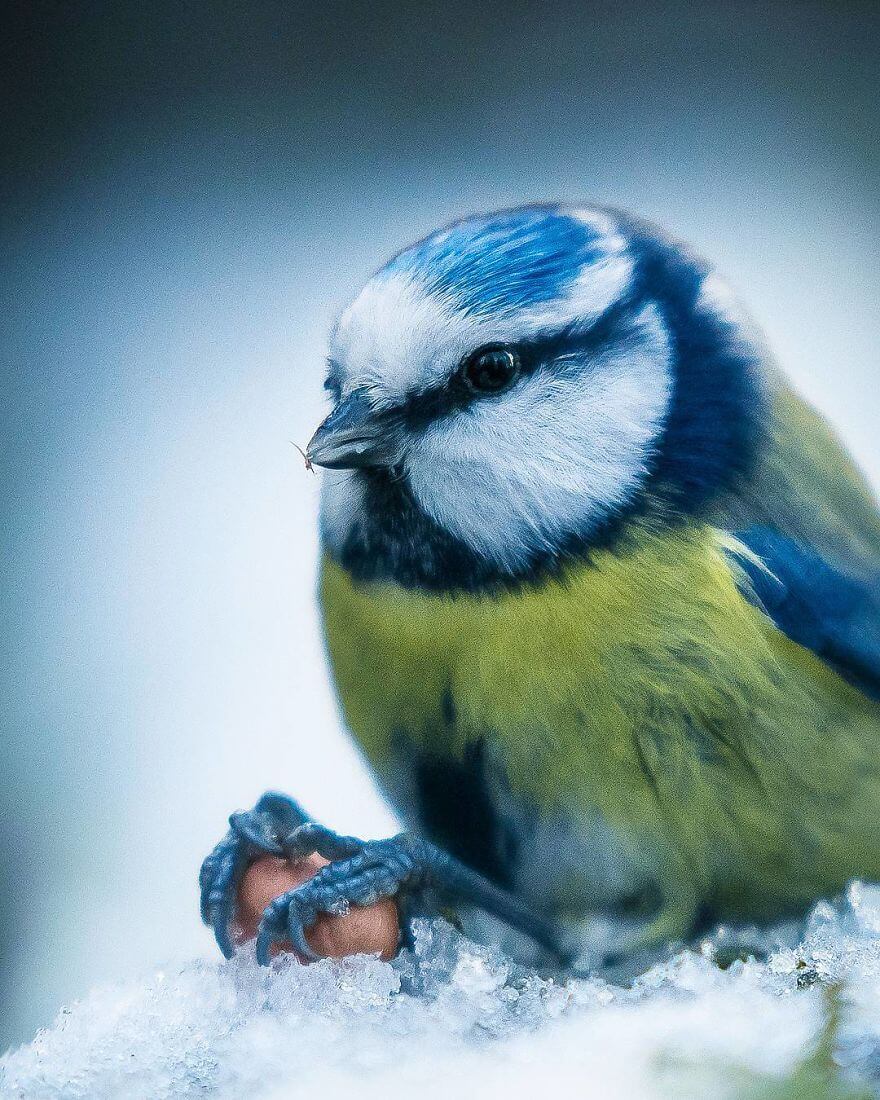 inspiringlife.pt - Fotógrafo tira fotografias a animais de floresta como se fossem modelos e é impossível não olharmos para eles