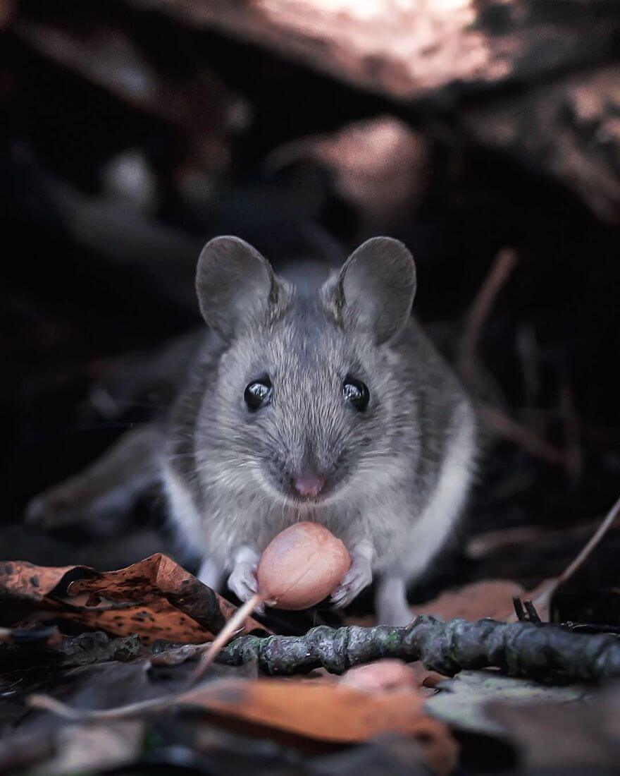 inspiringlife.pt - Fotógrafo tira fotografias a animais de floresta como se fossem modelos e é impossível não olharmos para eles