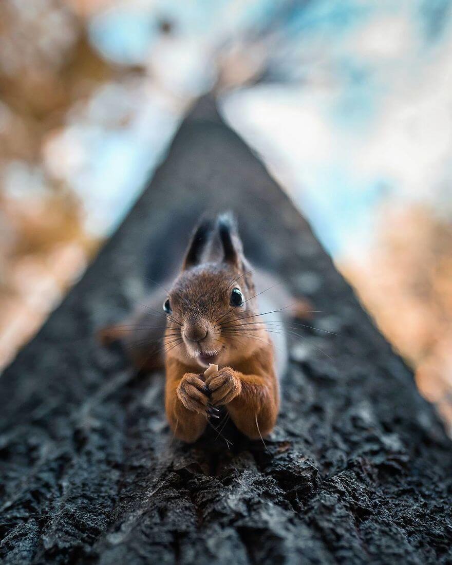 inspiringlife.pt - Fotógrafo tira fotografias a animais de floresta como se fossem modelos e é impossível não olharmos para eles