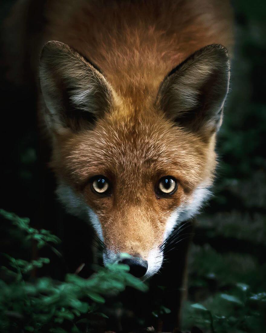 inspiringlife.pt - Fotógrafo tira fotografias a animais de floresta como se fossem modelos e é impossível não olharmos para eles