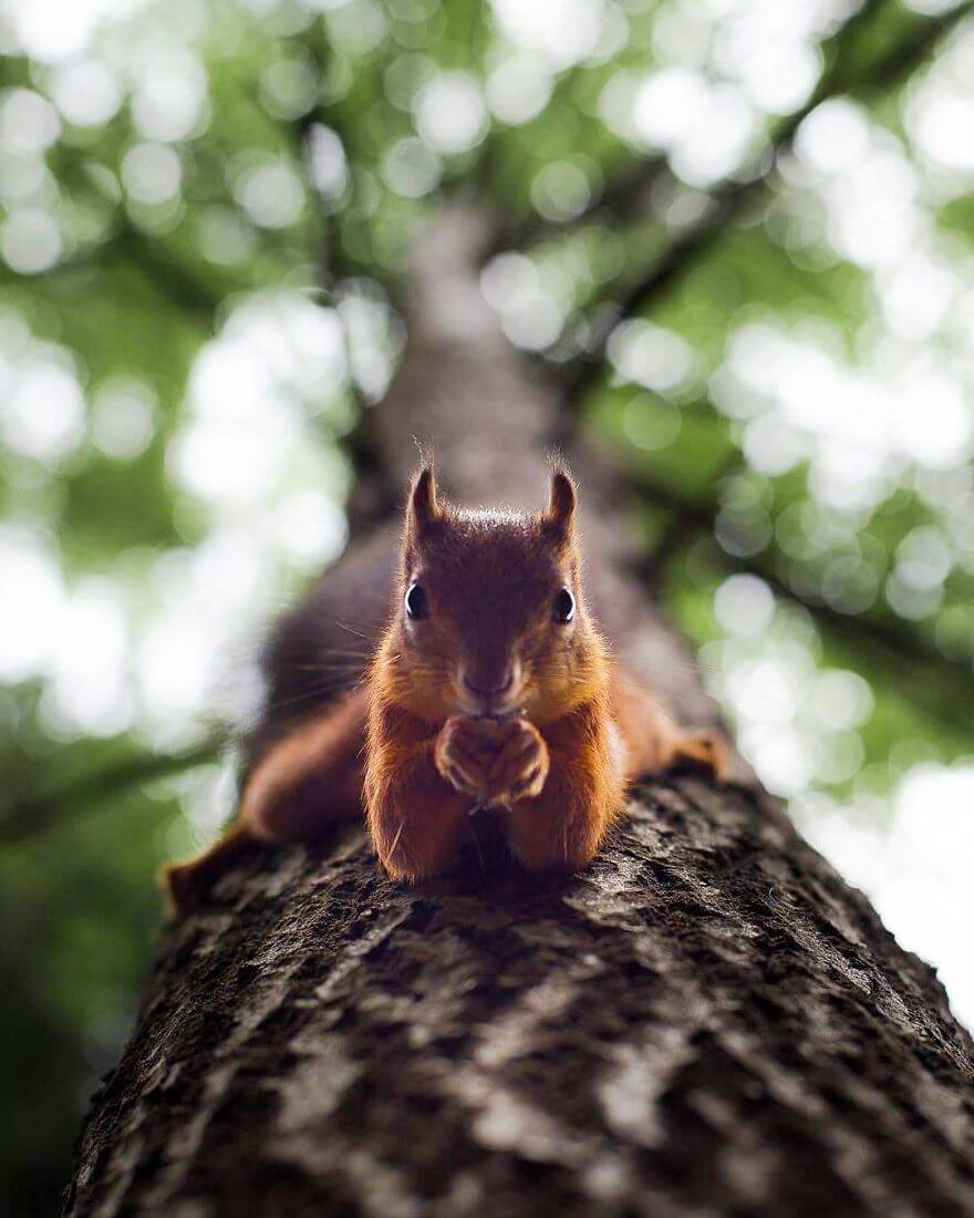 inspiringlife.pt - Fotógrafo tira fotografias a animais de floresta como se fossem modelos e é impossível não olharmos para eles