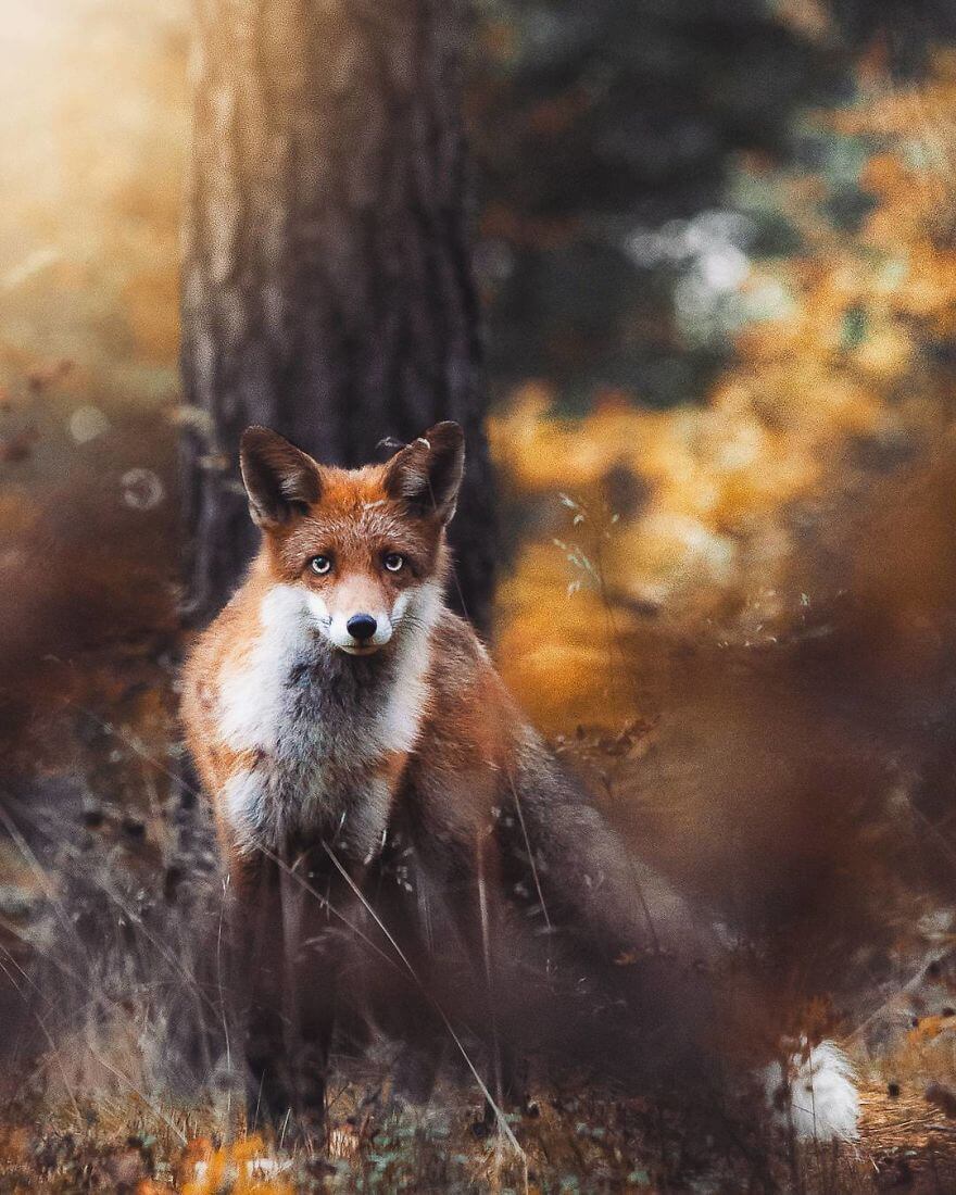 inspiringlife.pt - Fotógrafo tira fotografias a animais de floresta como se fossem modelos e é impossível não olharmos para eles