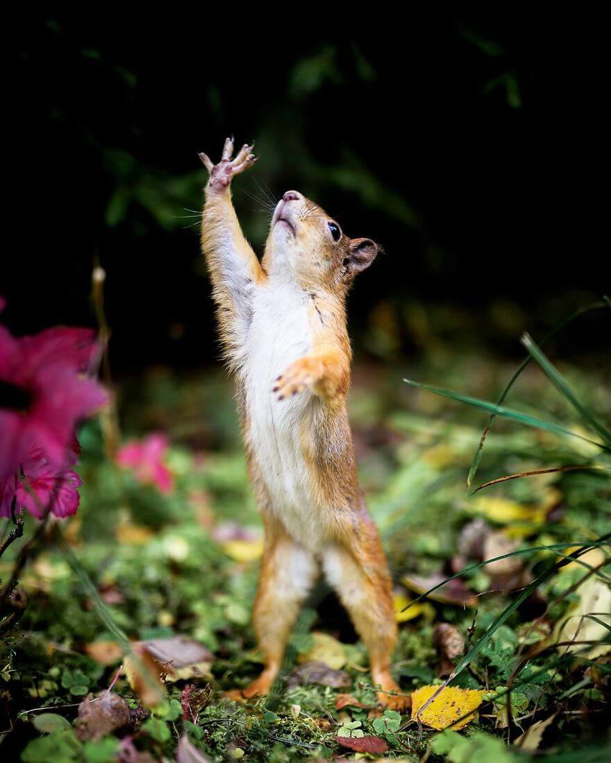 inspiringlife.pt - Fotógrafo tira fotografias a animais de floresta como se fossem modelos e é impossível não olharmos para eles