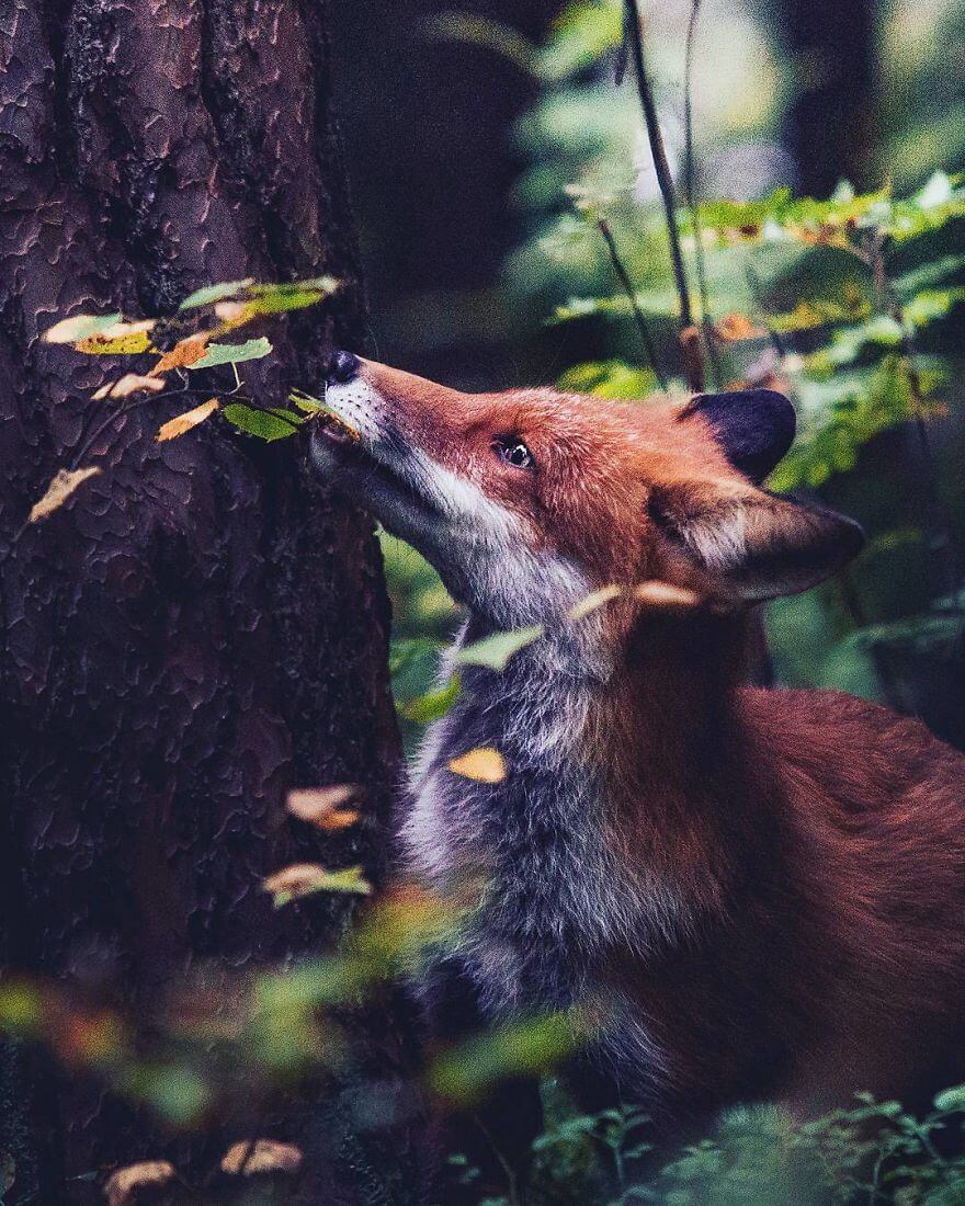 inspiringlife.pt - Fotógrafo tira fotografias a animais de floresta como se fossem modelos e é impossível não olharmos para eles