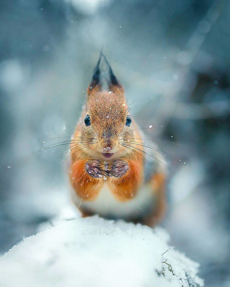 inspiringlife.pt - Fotógrafo tira fotografias a animais de floresta como se fossem modelos e é impossível não olharmos para eles