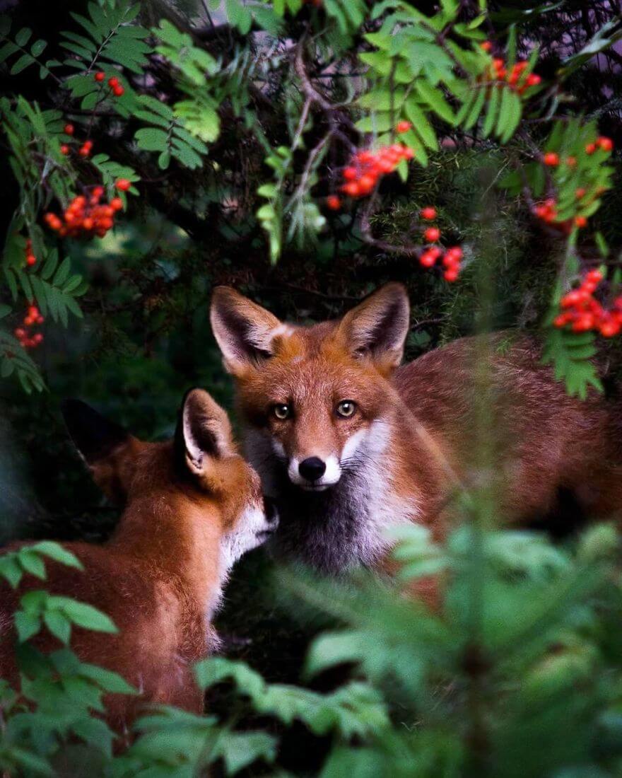 inspiringlife.pt - Fotógrafo tira fotografias a animais de floresta como se fossem modelos e é impossível não olharmos para eles