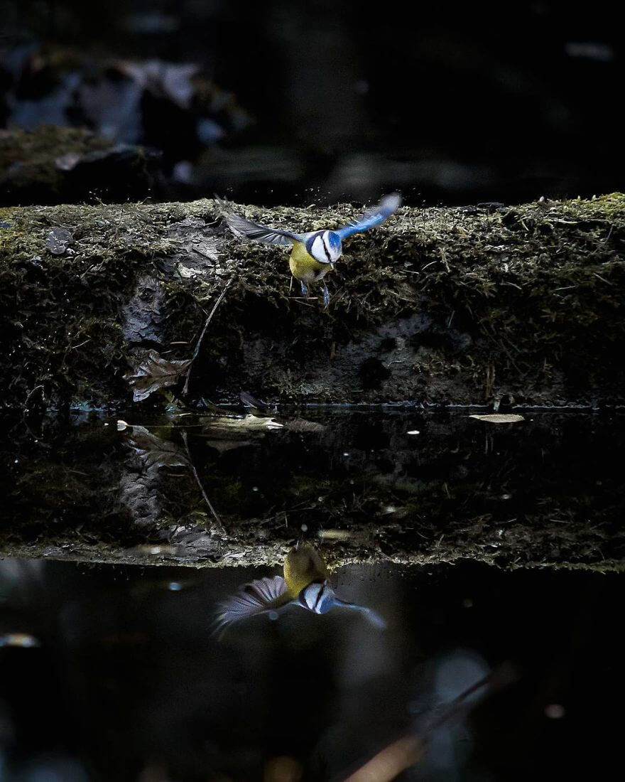 inspiringlife.pt - Fotógrafo tira fotografias a animais de floresta como se fossem modelos e é impossível não olharmos para eles