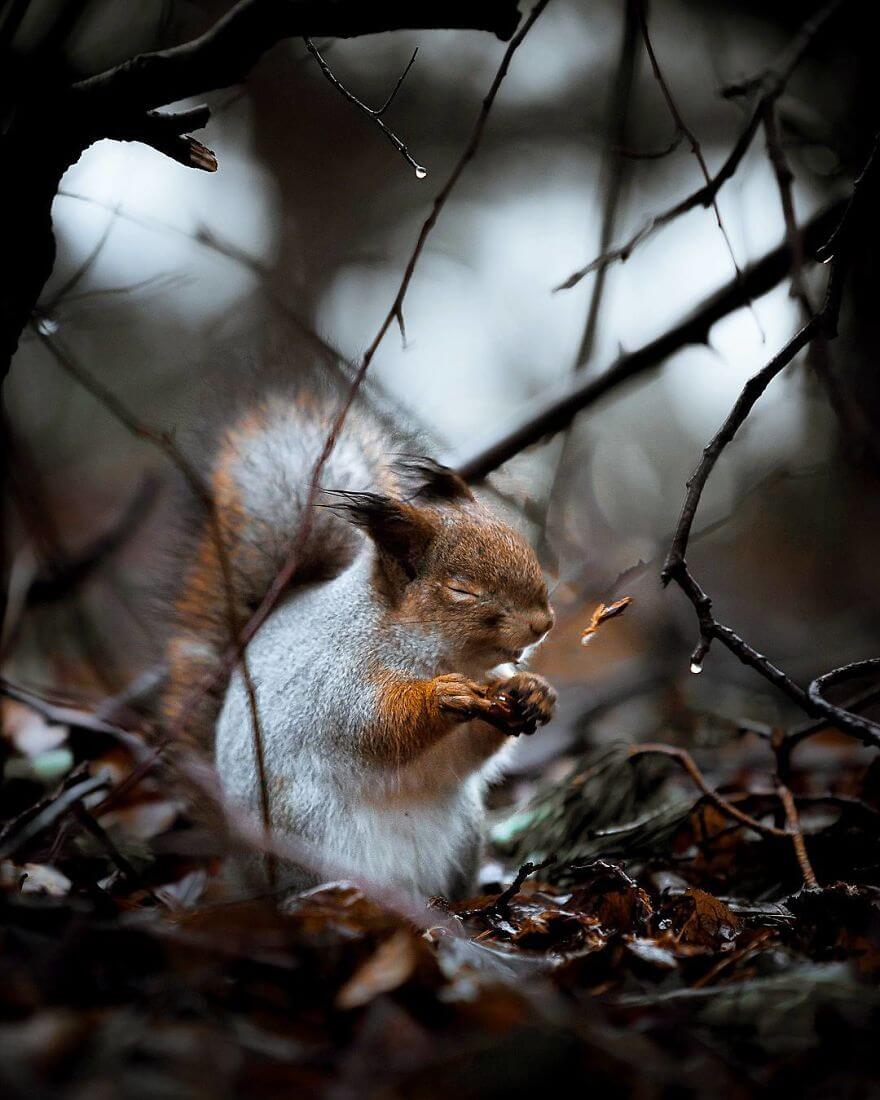 inspiringlife.pt - Fotógrafo tira fotografias a animais de floresta como se fossem modelos e é impossível não olharmos para eles