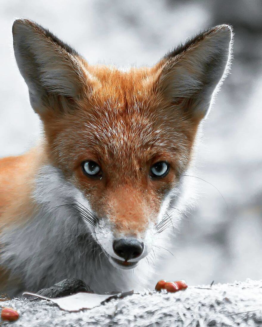 inspiringlife.pt - Fotógrafo tira fotografias a animais de floresta como se fossem modelos e é impossível não olharmos para eles