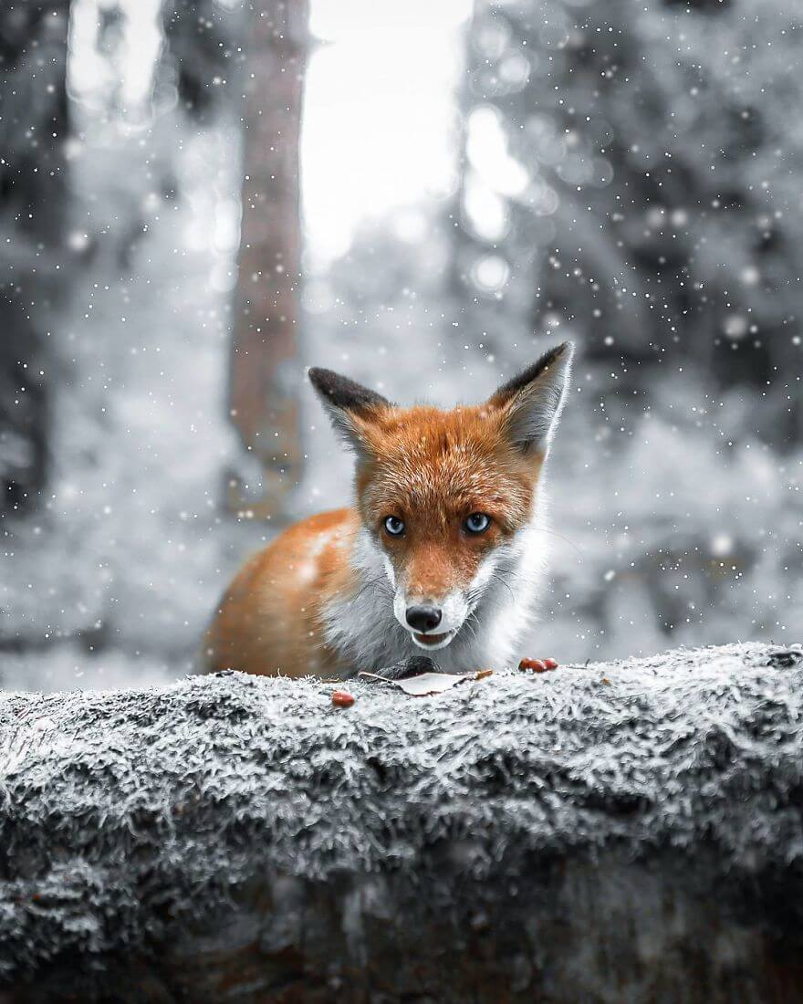 inspiringlife.pt - Fotógrafo tira fotografias a animais de floresta como se fossem modelos e é impossível não olharmos para eles