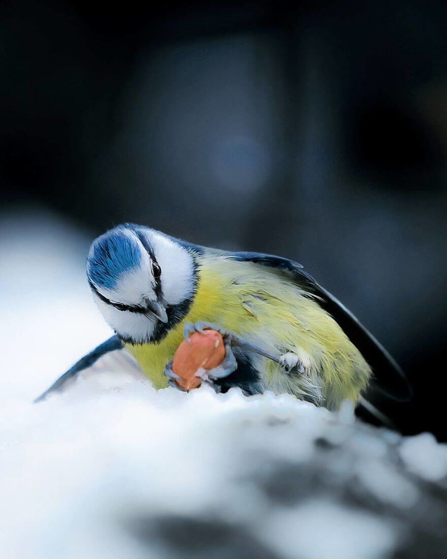 inspiringlife.pt - Fotógrafo tira fotografias a animais de floresta como se fossem modelos e é impossível não olharmos para eles