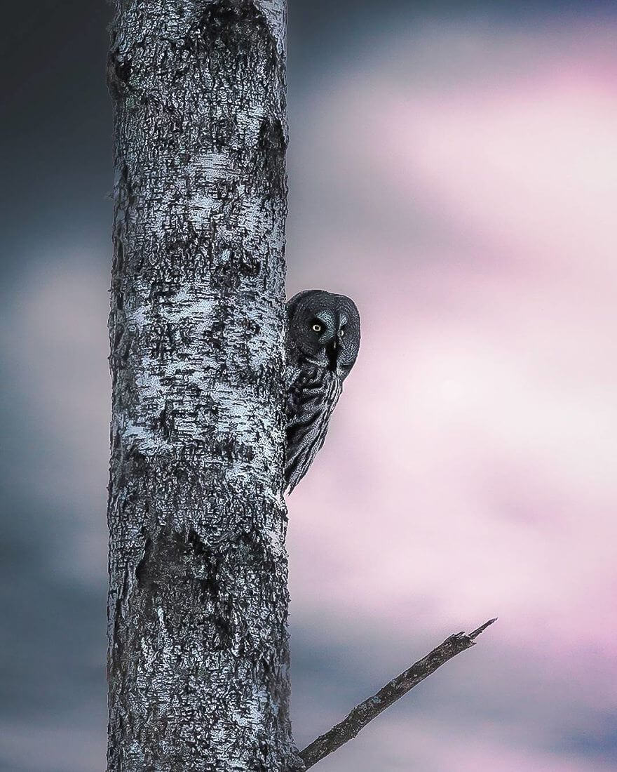 inspiringlife.pt - Fotógrafo tira fotografias a animais de floresta como se fossem modelos e é impossível não olharmos para eles