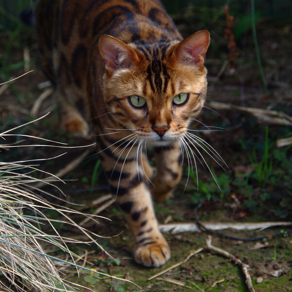 inspiringlife.pt - Gato com pelagem listrada e manchada já conquistou milhares de internautas por todo o Mundo