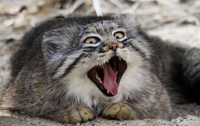 inspiringlife.pt - Gato-de-pallas é o gato mais expressivo do Mundo