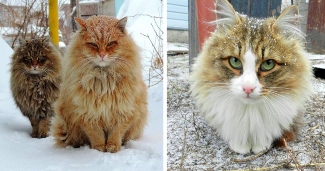 Gatos siberianos “ocupam” quinta e mostram o quão majestosos são eles