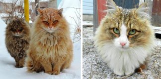 Gatos siberianos “ocupam” quinta e mostram o quão majestosos são eles