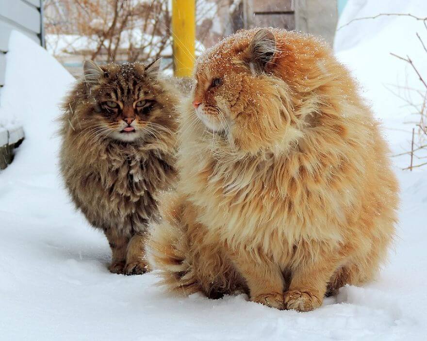 inspiringlife.pt - Gatos siberianos "ocupam" quinta e mostram o quão majestosos são eles