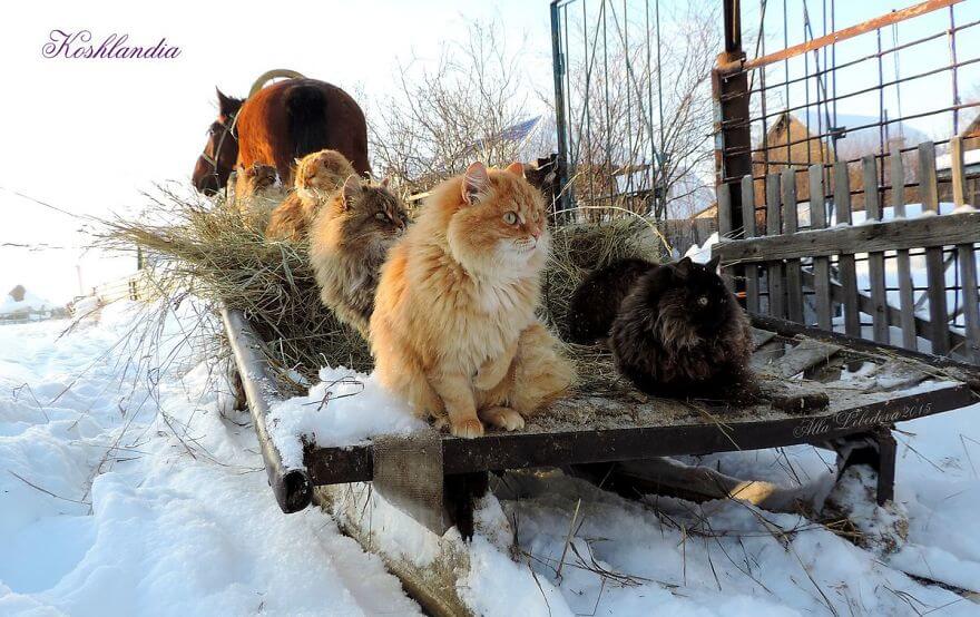 inspiringlife.pt - Gatos siberianos "ocupam" quinta e mostram o quão majestosos são eles