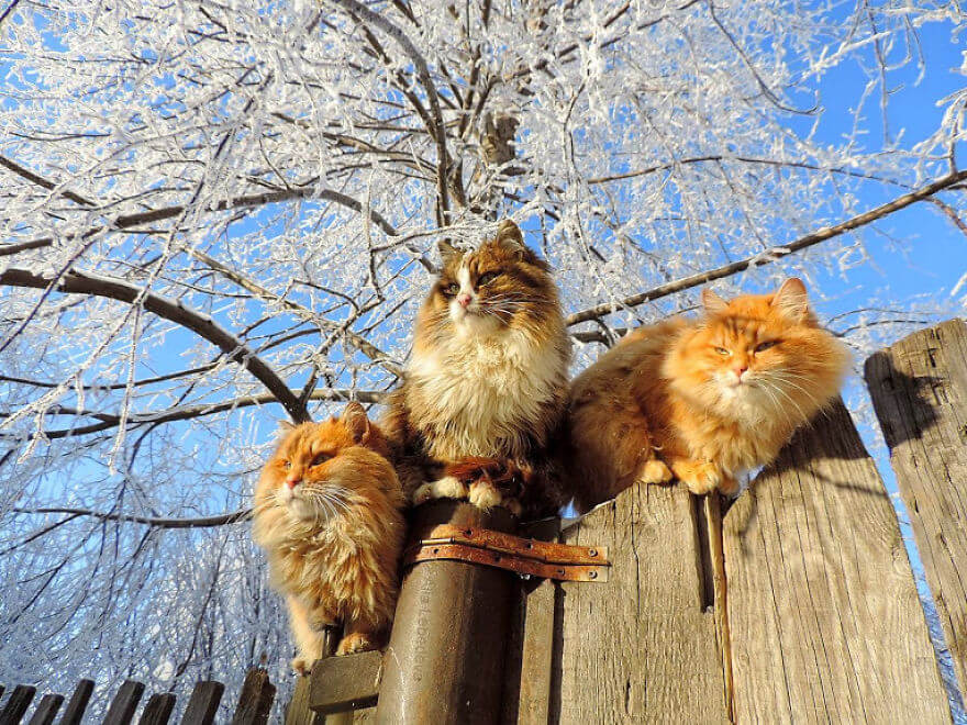 inspiringlife.pt - Gatos siberianos "ocupam" quinta e mostram o quão majestosos são eles