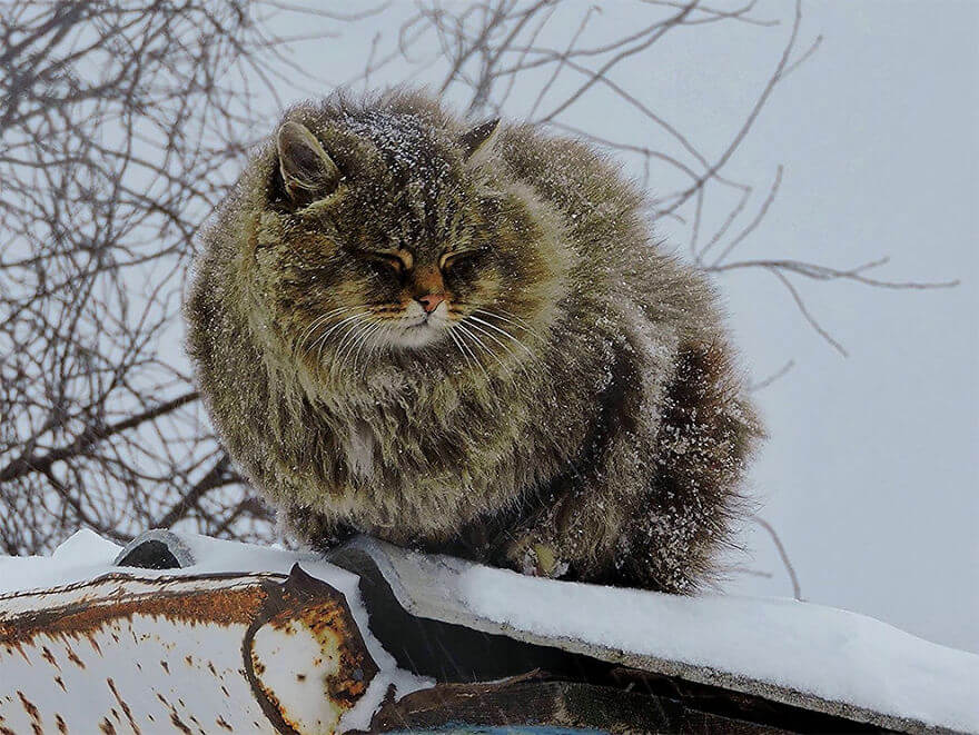 inspiringlife.pt - Gatos siberianos "ocupam" quinta e mostram o quão majestosos são eles