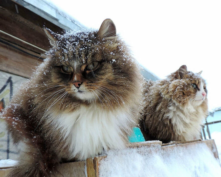 inspiringlife.pt - Gatos siberianos "ocupam" quinta e mostram o quão majestosos são eles
