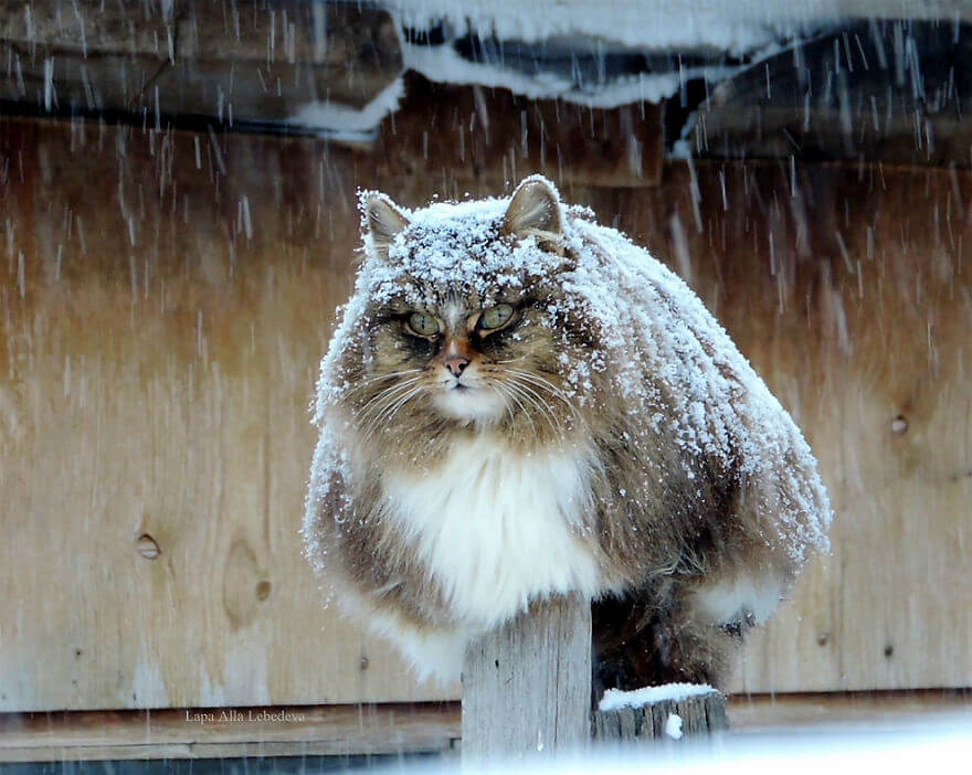 inspiringlife.pt - Gatos siberianos "ocupam" quinta e mostram o quão majestosos são eles