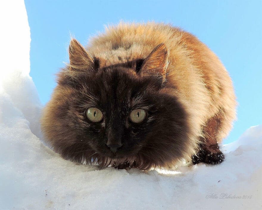 inspiringlife.pt - Gatos siberianos "ocupam" quinta e mostram o quão majestosos são eles